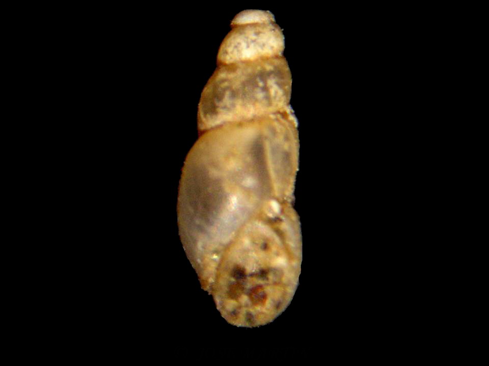 Onoba sps